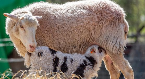 How Black and Rocket Seed Supplements Affect Lamb Growth and Health
