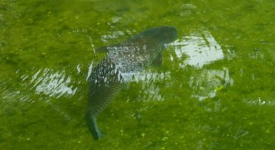 Seasonal Changes in Nutrients and Health Risks in Carp Muscle
