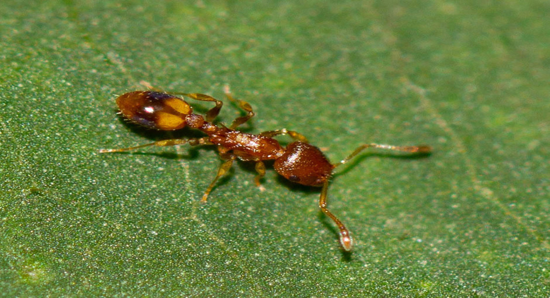 Ant nest design impacts correct choices, but not how quickly they're made