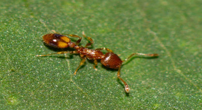 Ant nest design impacts correct choices, but not how quickly they're made