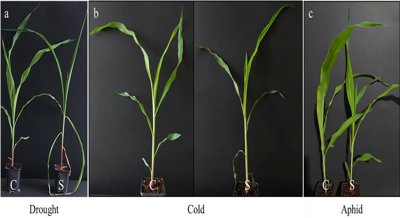 Understanding How Corn Plants React to Pests and Extreme Weather Conditions