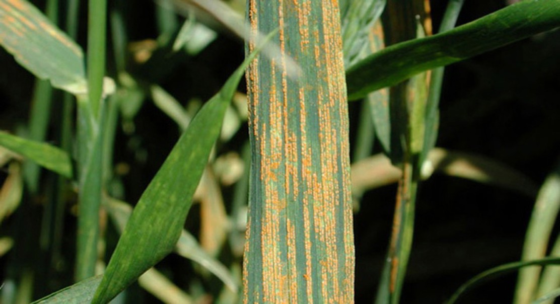 New DNA chip helps track fungal genetics and diversity