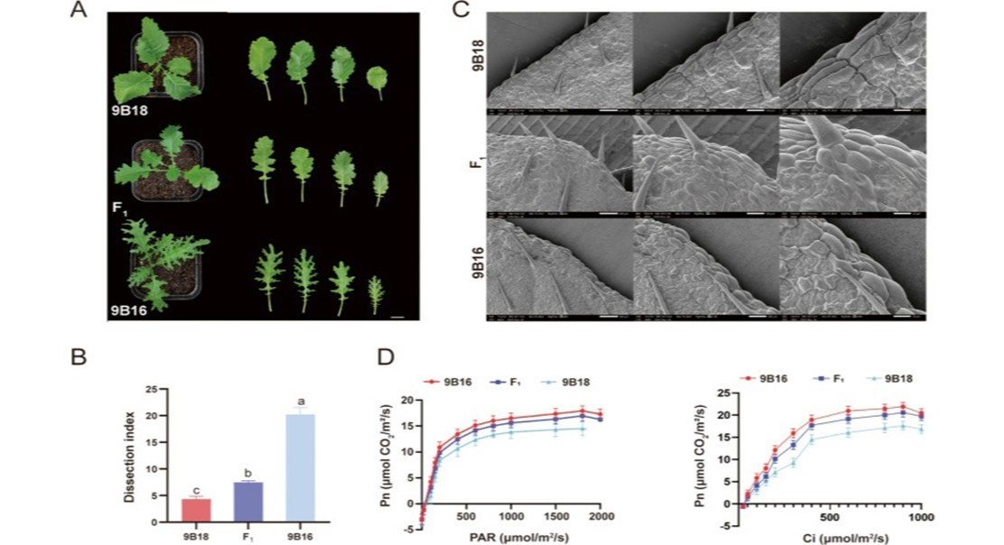 Understanding a gene key to leaf development in rapeseed plants