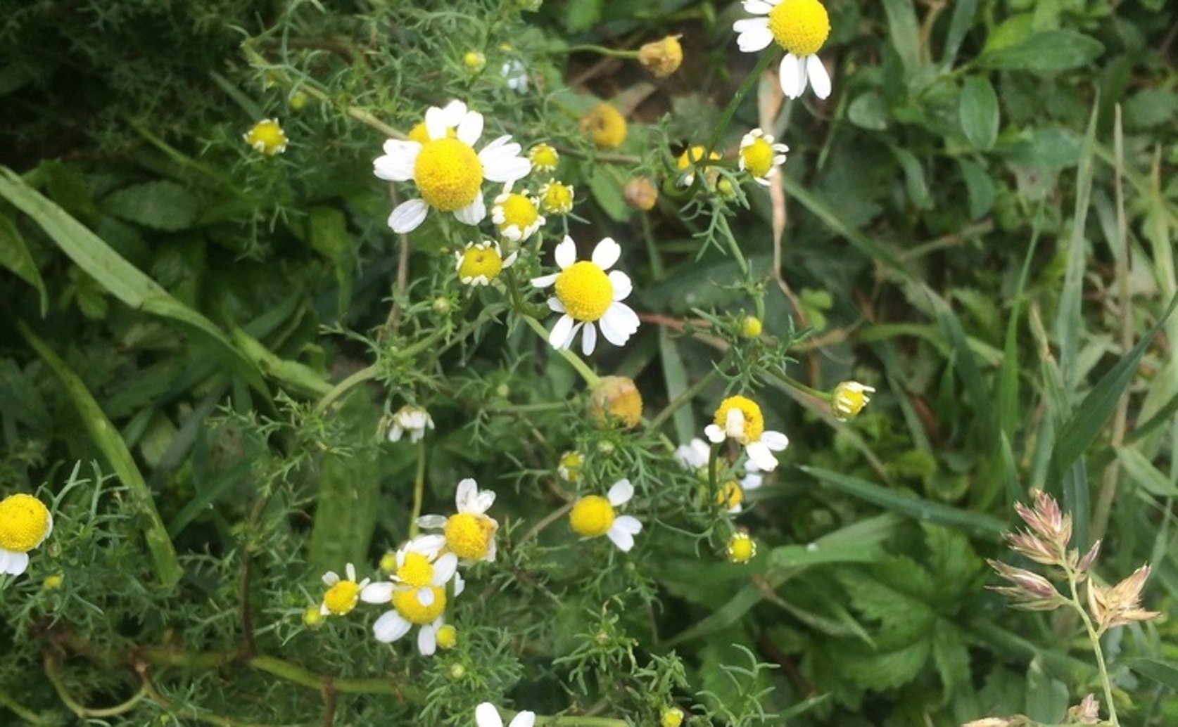 Chamomile may help blood vessels relax and improve heart health