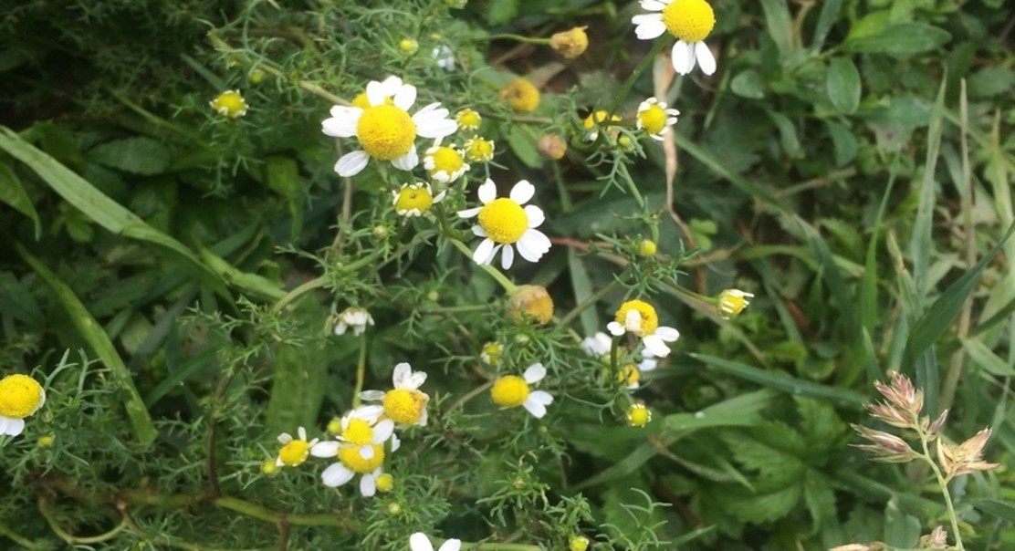 Chamomile may help blood vessels relax and improve heart health
