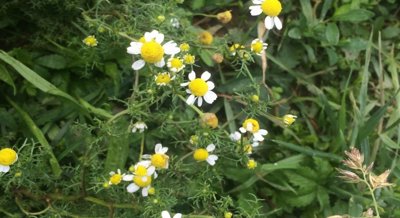Chamomile may help blood vessels relax and improve heart health