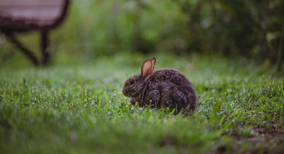 Genetic Variations Linked to Patchy, Thick Skin in Rabbits