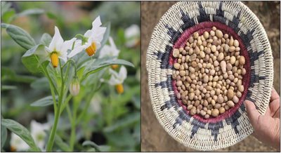 Early Potato Use Reveals Ancient Trade Networks and Domestication Clues