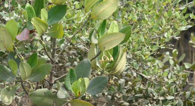Mangrove plant shows promise for potential medicinal applications