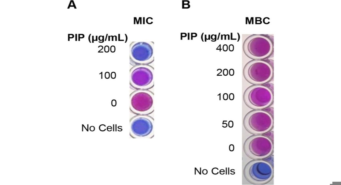 Piperine disrupts bacterial films and metabolism in a tough infection