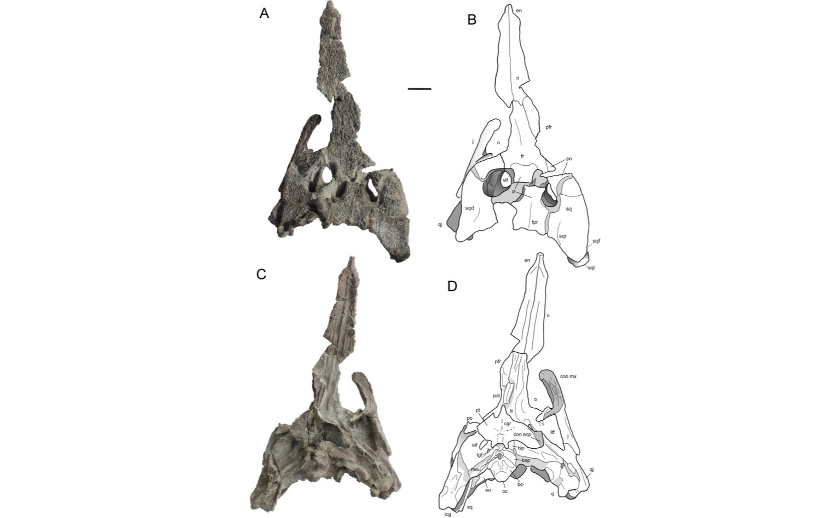 Ancient crocodile fossil challenges Europe’s landmass history