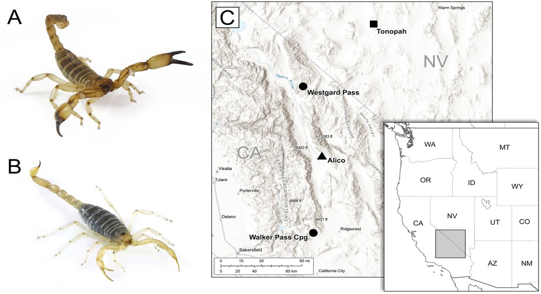 Unique microbes found inside scorpion venom