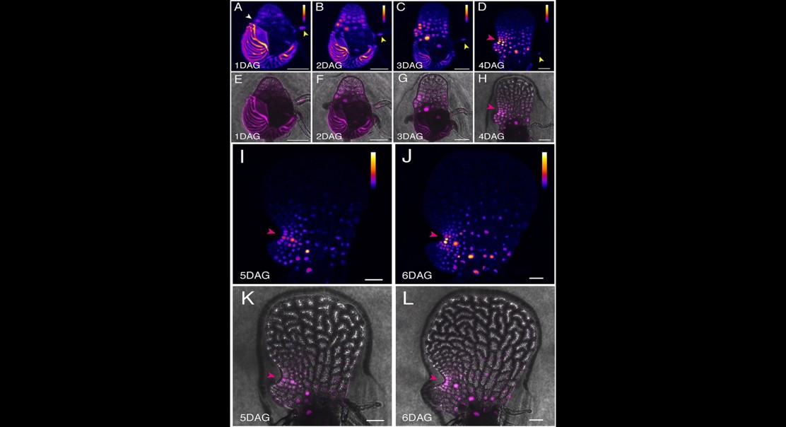 How plant hormones trigger sex change and new growth in ferns