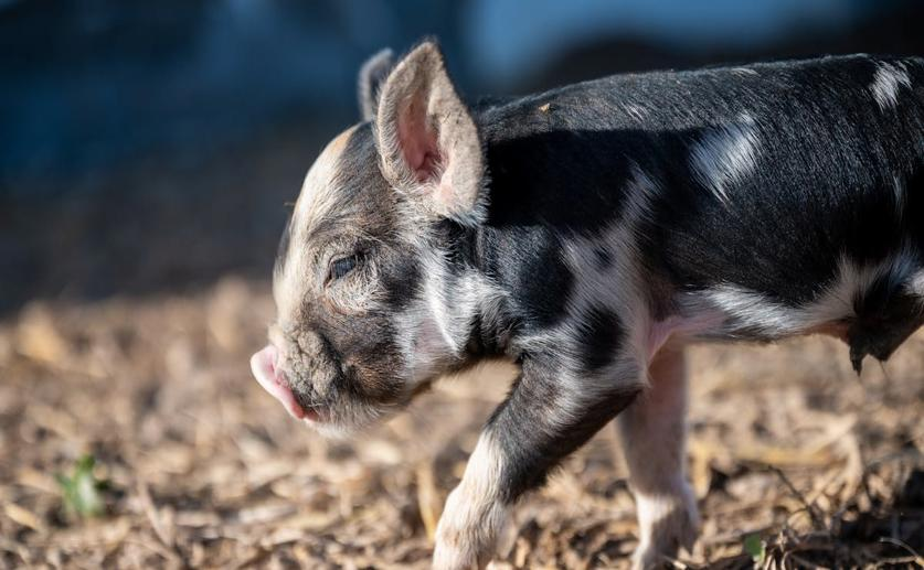 How Wild Pig Populations Differ Genetically in Areas with Swine Fever