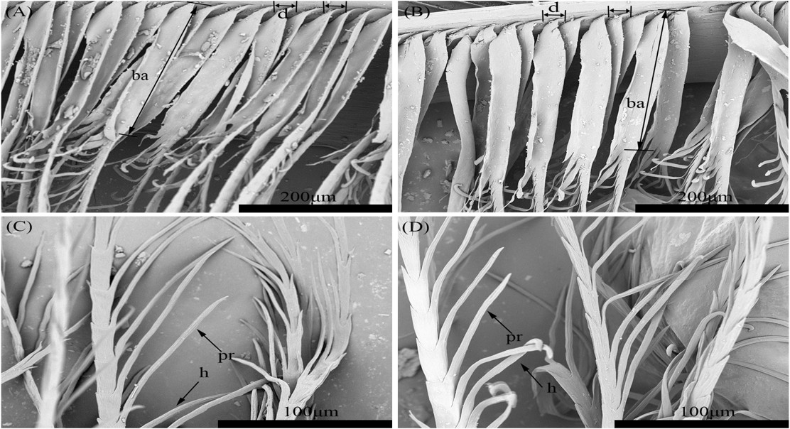 How feather structure differs between two types of merganser ducks