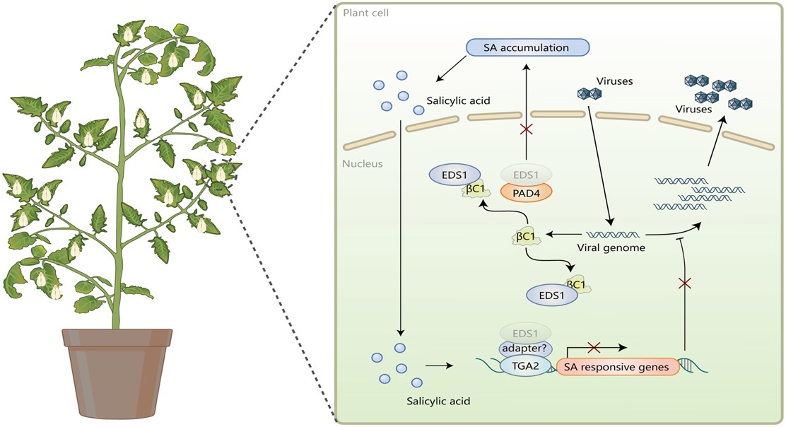Begomovirus viruses thrive with whiteflies by weakening plant immune responses