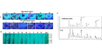 Cinnamon Essential Oils May Protect Stored Wheat from Harmful Fungi and Toxins