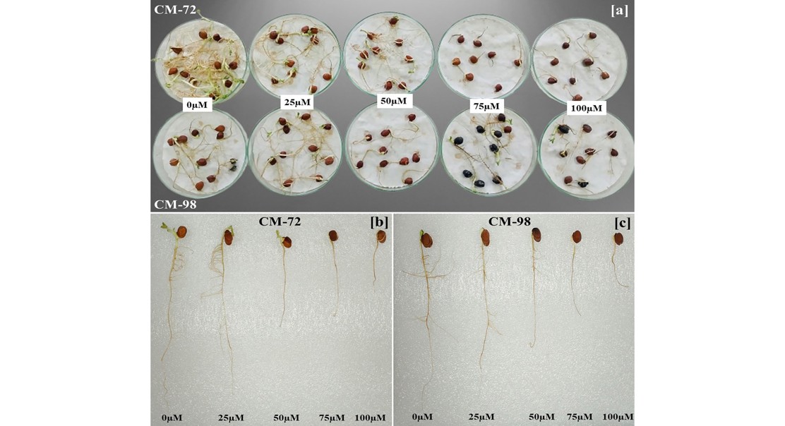 How different chickpea types cope with toxic chromium in the soil