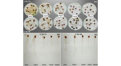 How different chickpea types cope with toxic chromium in the soil