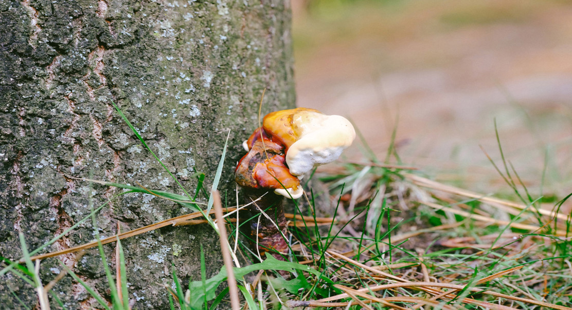 Boosting health benefits of reishi mushroom through optimized growing conditions