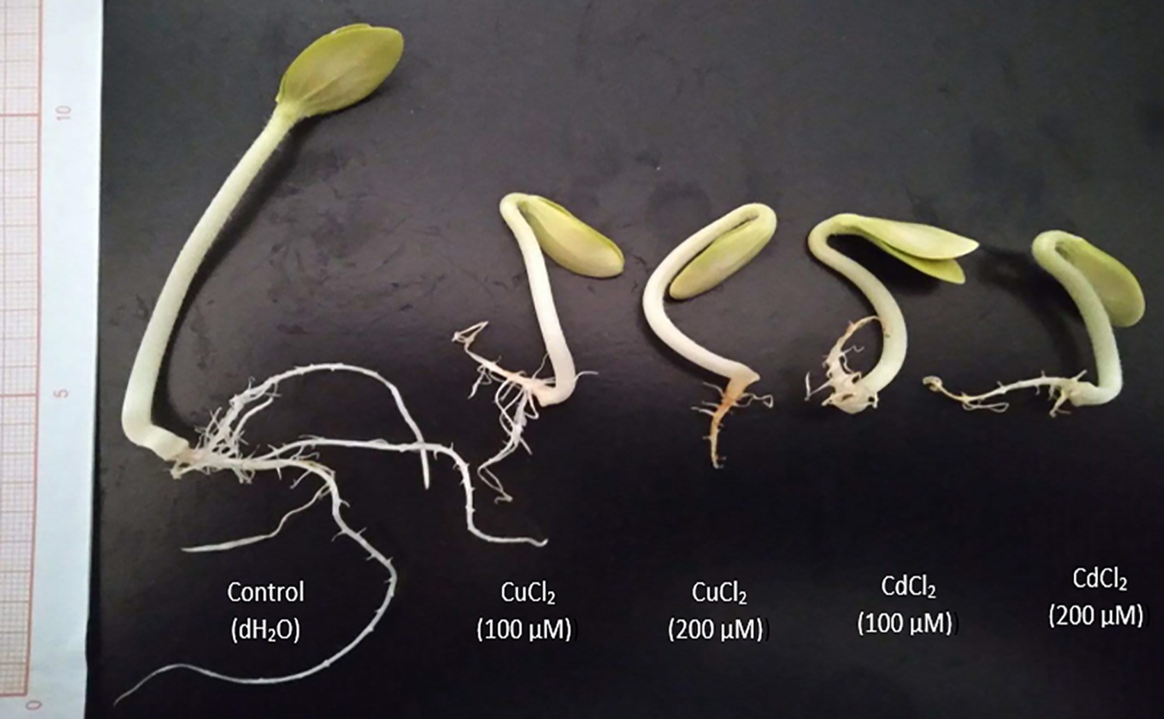How cadmium and copper affect pumpkin seed development and energy use