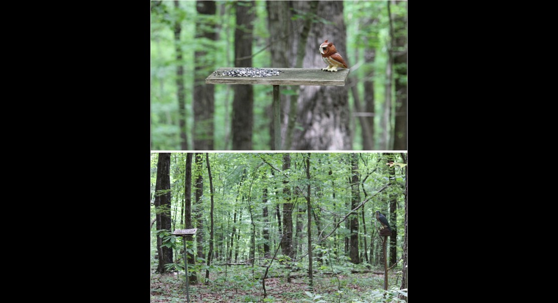 Birds delay alerting others when alone in mixed flocks