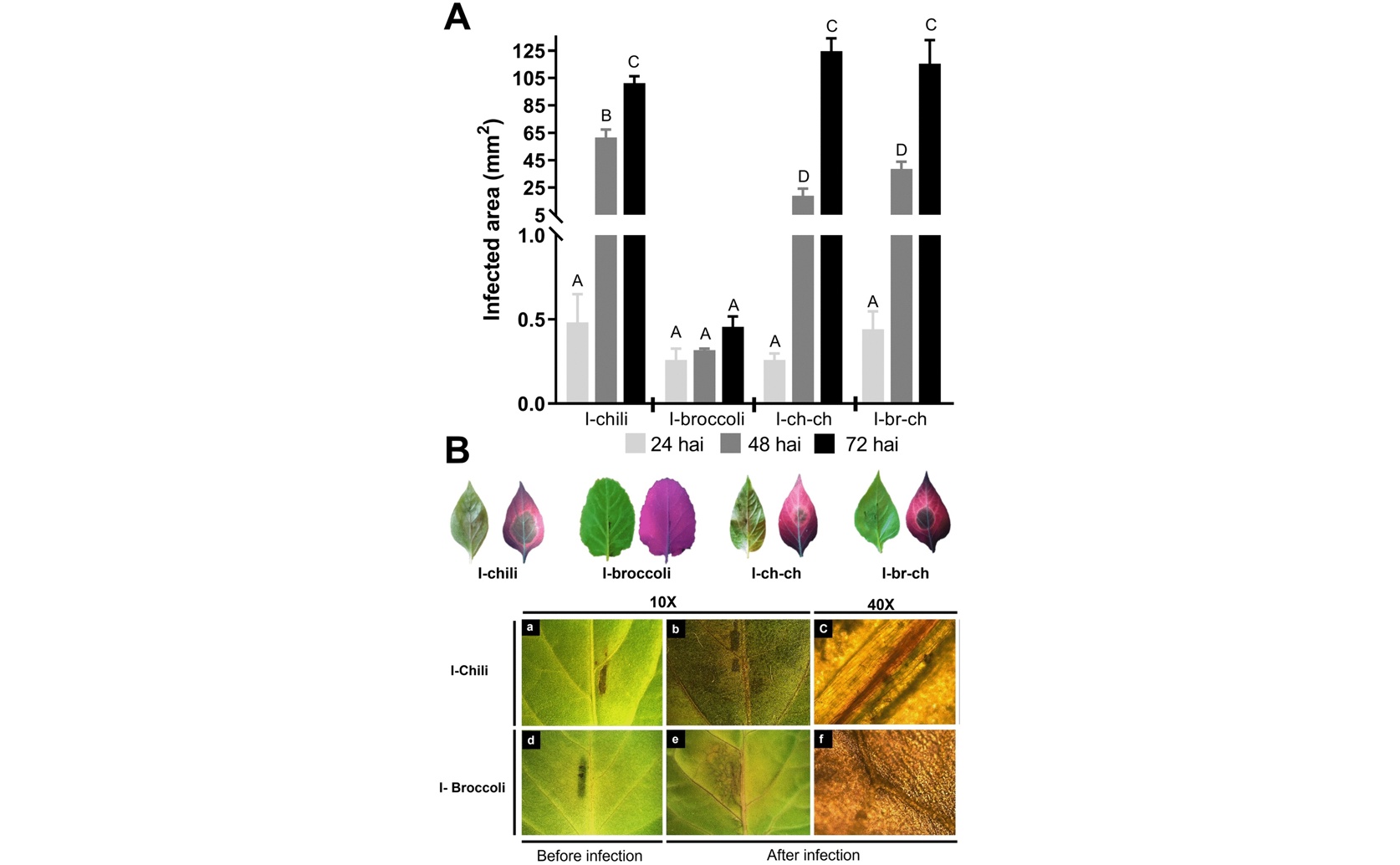Root rot fungus uses RNA interference to adapt and survive