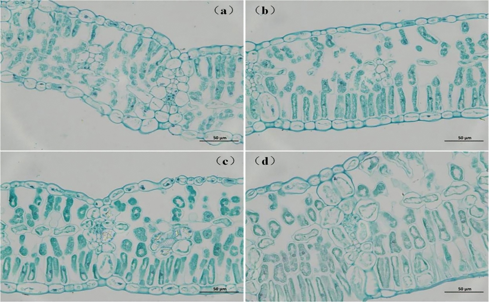 How nitrogen levels in soil affect carbon dioxide use in soybean leaves
