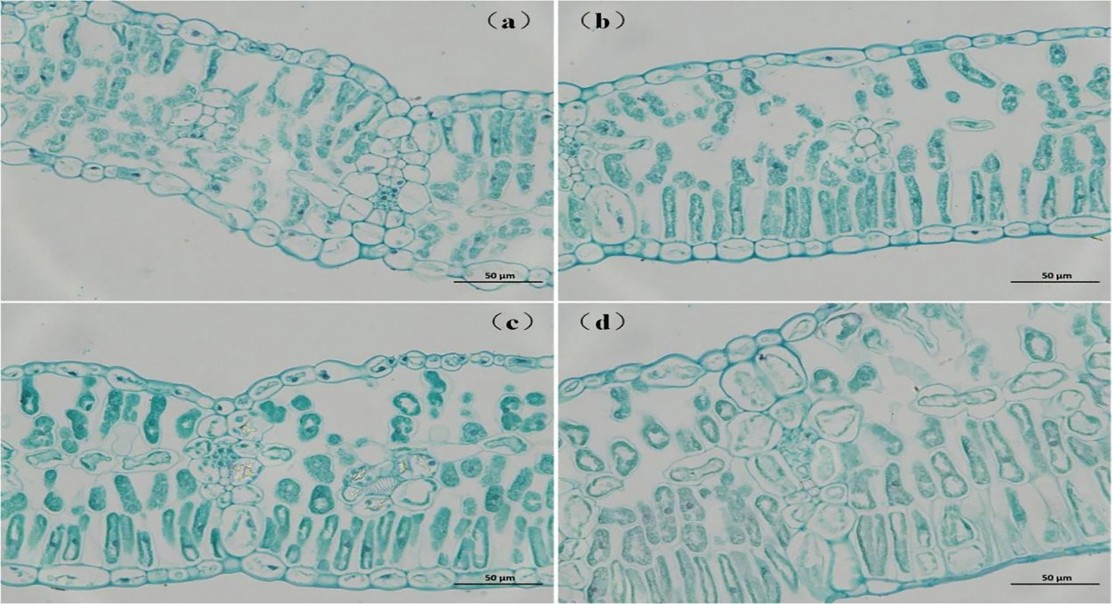 How nitrogen levels in soil affect carbon dioxide use in soybean leaves