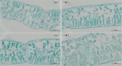 How nitrogen levels in soil affect carbon dioxide use in soybean leaves
