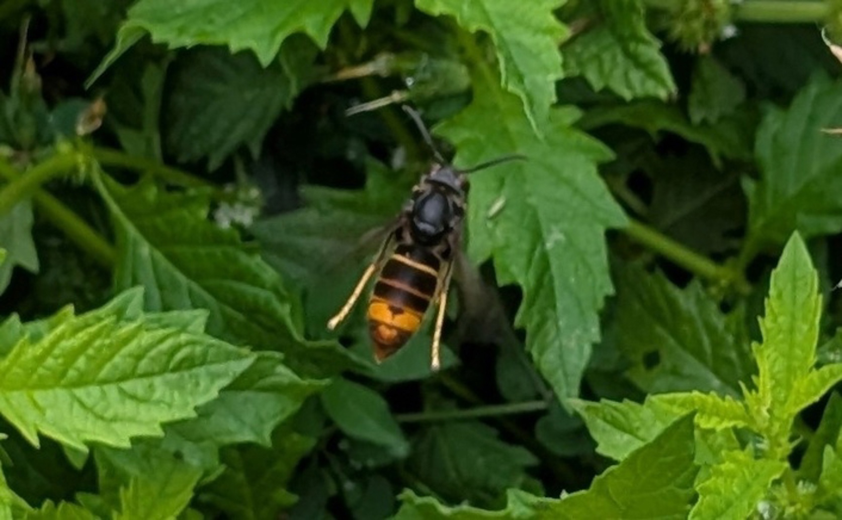 Hornet alarm signals reveal individual colony identity and worker differences