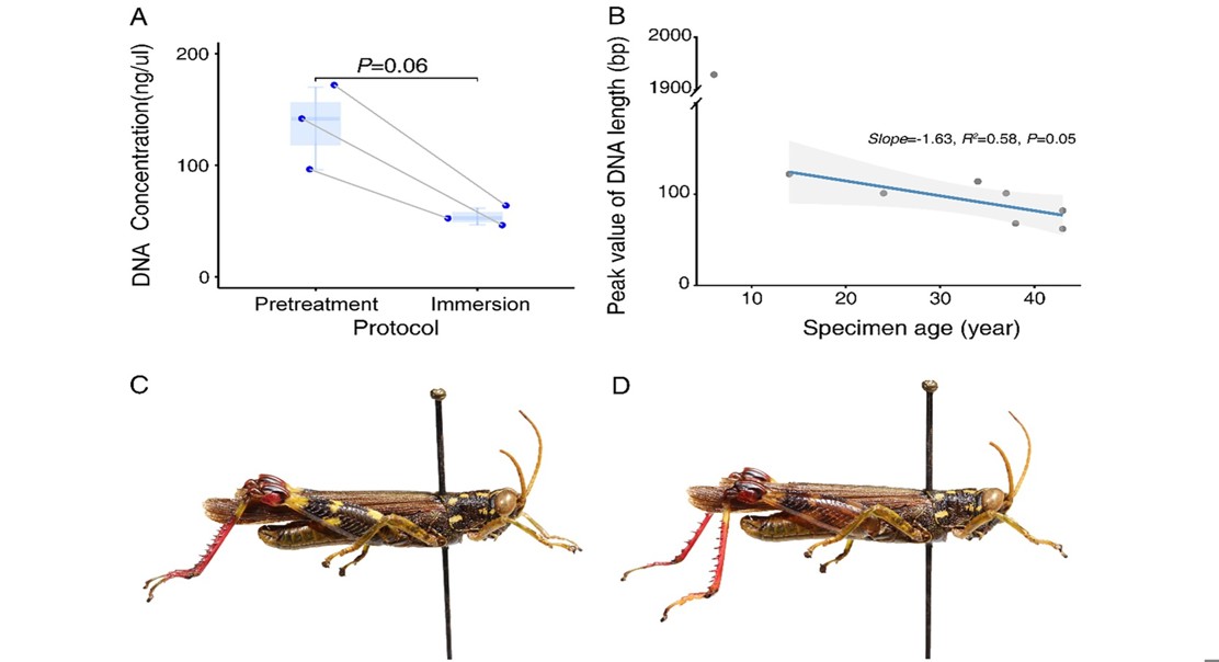 Recovering ancient DNA from grasshoppers helps unlock evolutionary history