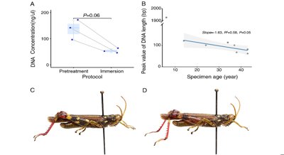 Recovering ancient DNA from grasshoppers helps unlock evolutionary history