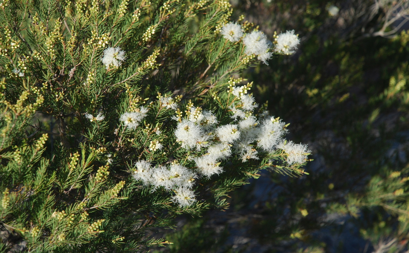 Tea tree oil alters gene activity in roses, revealing potential benefits