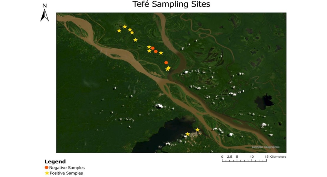 Tracking rare Amazonian manatees with DNA traces in the water