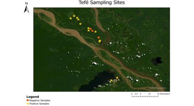 Tracking rare Amazonian manatees with DNA traces in the water