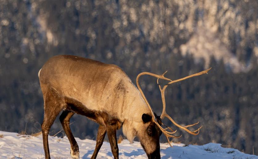 Genetic Diversity of Caribou: Insights for Conservation and Herd Survival