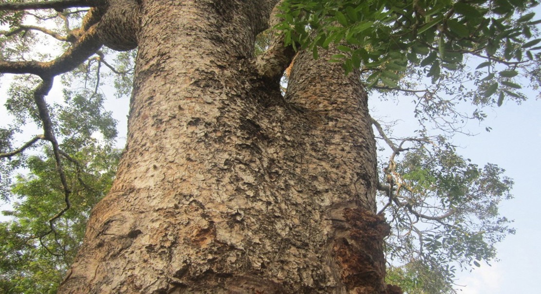 Compounds from African mahogany leaves speed up wound healing