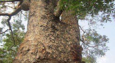 Compounds from African mahogany leaves speed up wound healing
