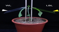 How Low Blue Light Speeds Up Leaf Aging in Soybeans via GmCRY1s Mechanism