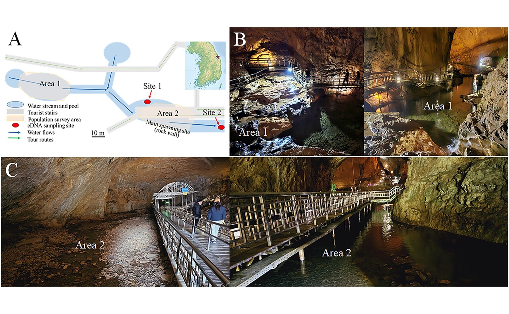 DNA testing reveals two breeding seasons for Korean clawed salamanders