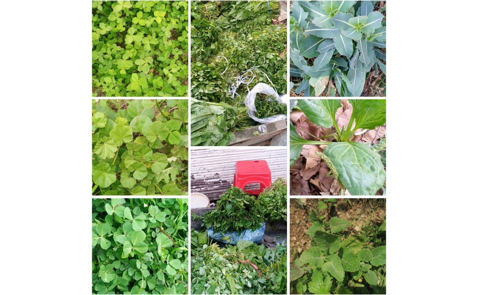 Local plants used for food offer clues to improve nutrition and food security