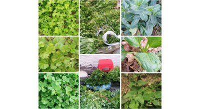Local plants used for food offer clues to improve nutrition and food security