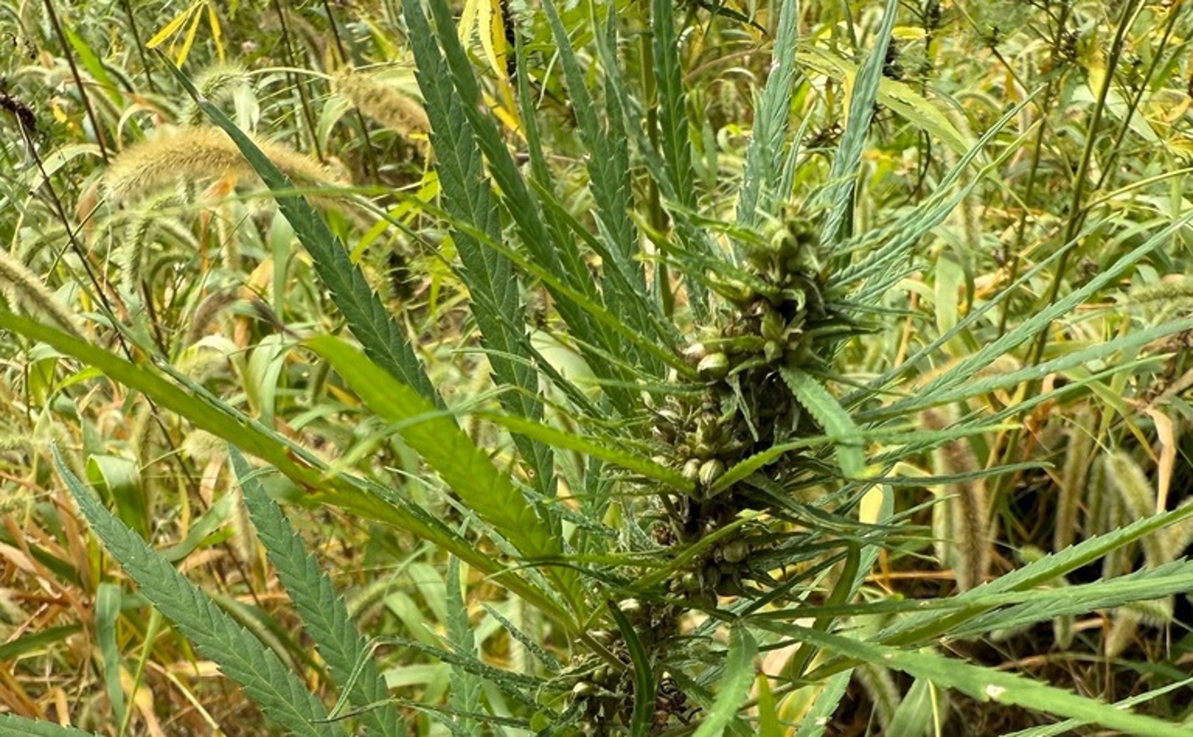 Hemp root growth patterns reveal how plants allocate resources