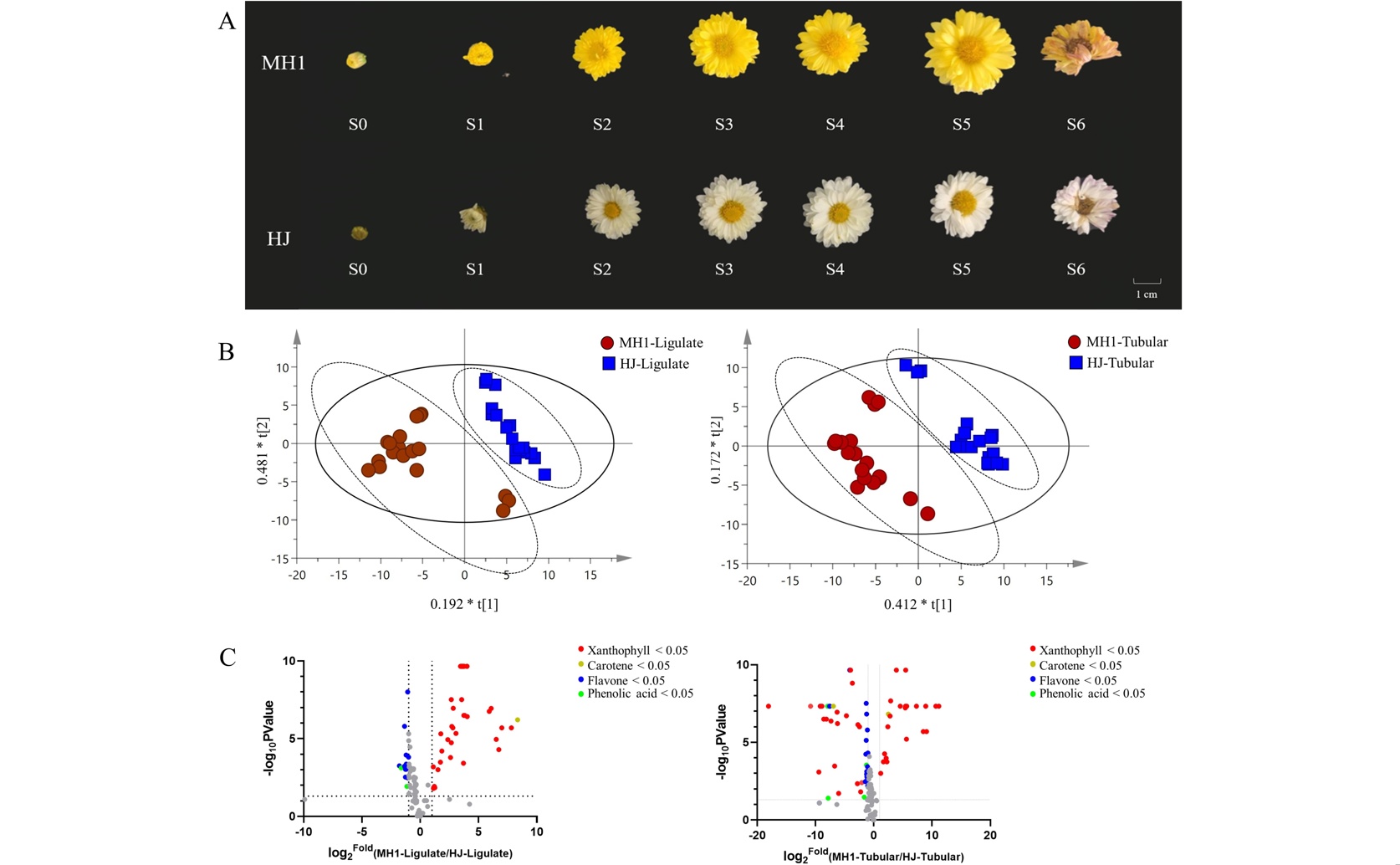 Chrysanthemum petals show promise for protecting eyes, study reveals