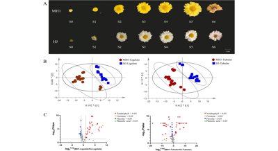 Chrysanthemum petals show promise for protecting eyes, study reveals
