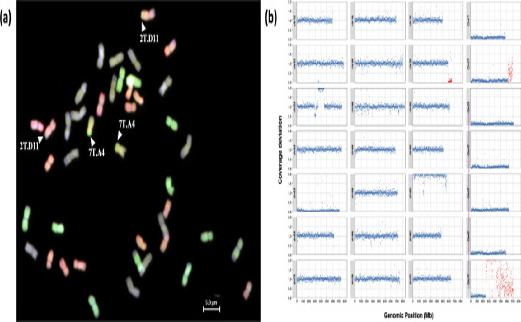 Nearly complete genetic transfer from a wild grass into wheat