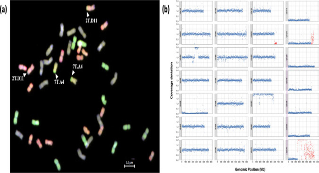 Nearly complete genetic transfer from a wild grass into wheat
