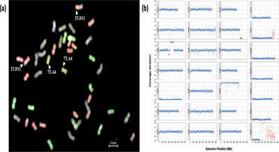 Nearly complete genetic transfer from a wild grass into wheat
