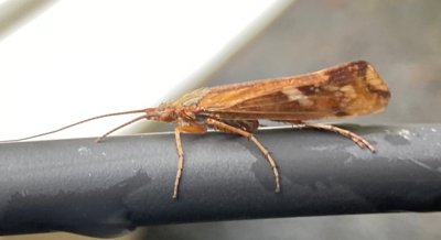 Detailed Study of Silk Proteins and Glands in a Case-Making Insect